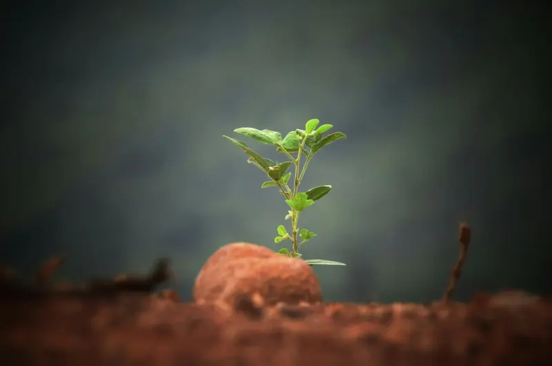 Plantlife